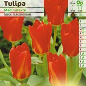 Tulipn fosteriana 'Madame Lefevre' (Red Emperor)